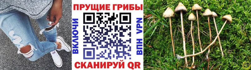 Псилоцибиновые грибы Cubensis  Купить где  Сосновый Бор 